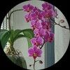 rdilialily